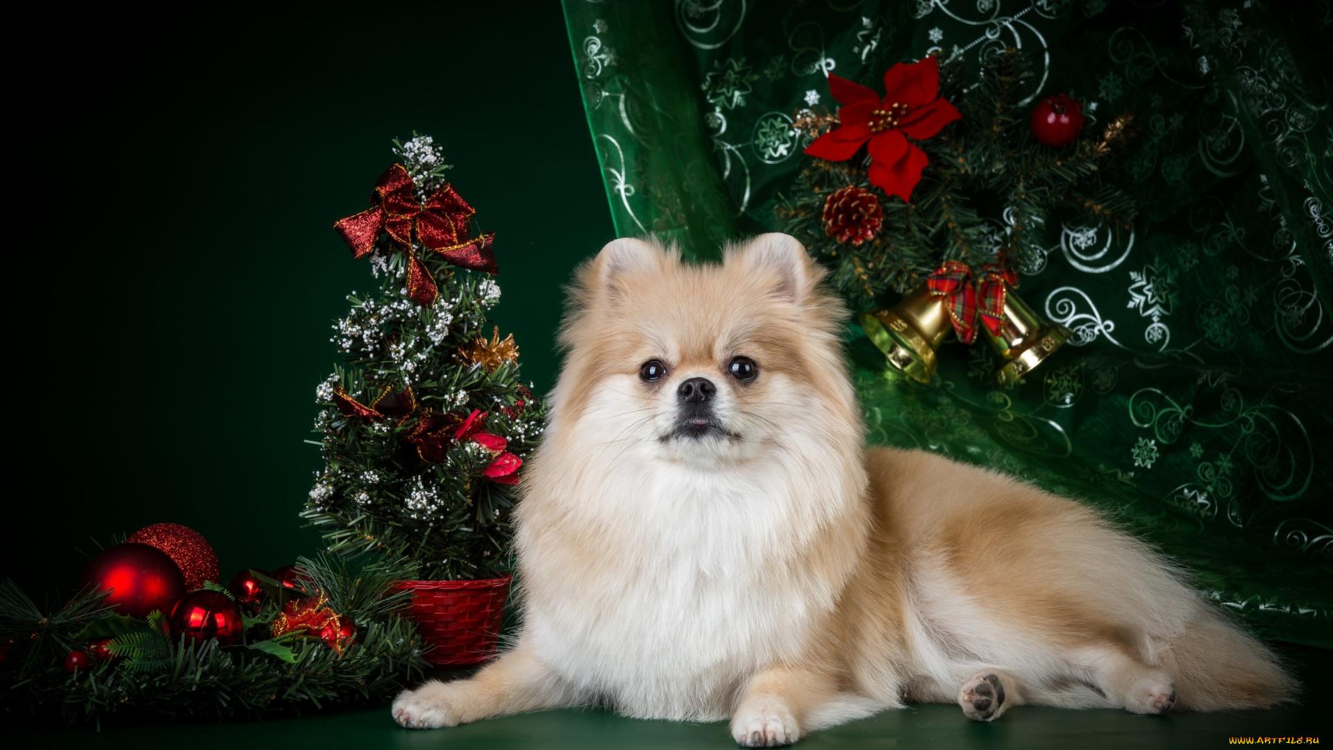 животные, собаки, новый, год, елка, шпиц