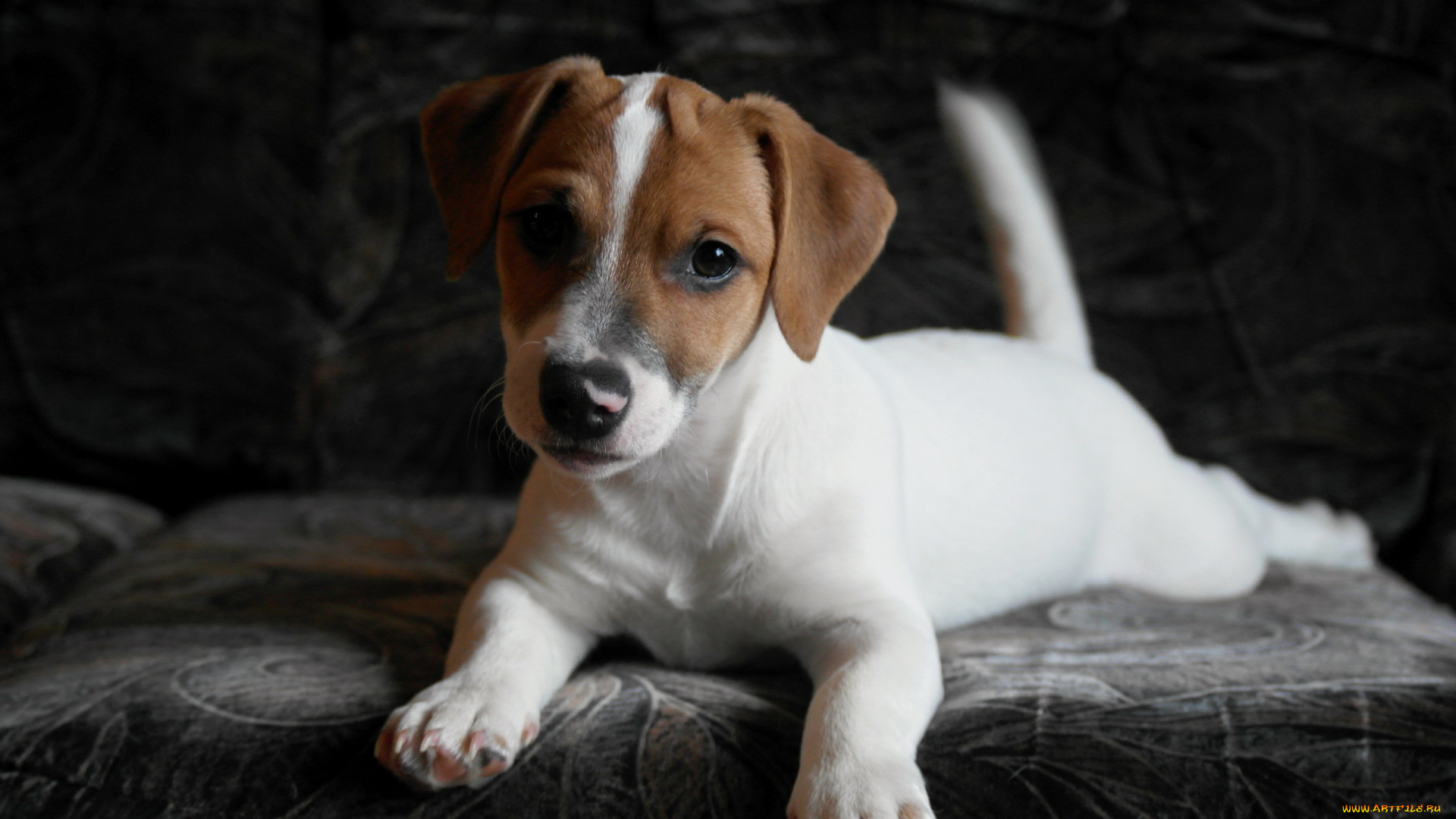 животные, собаки, взгляд, собака