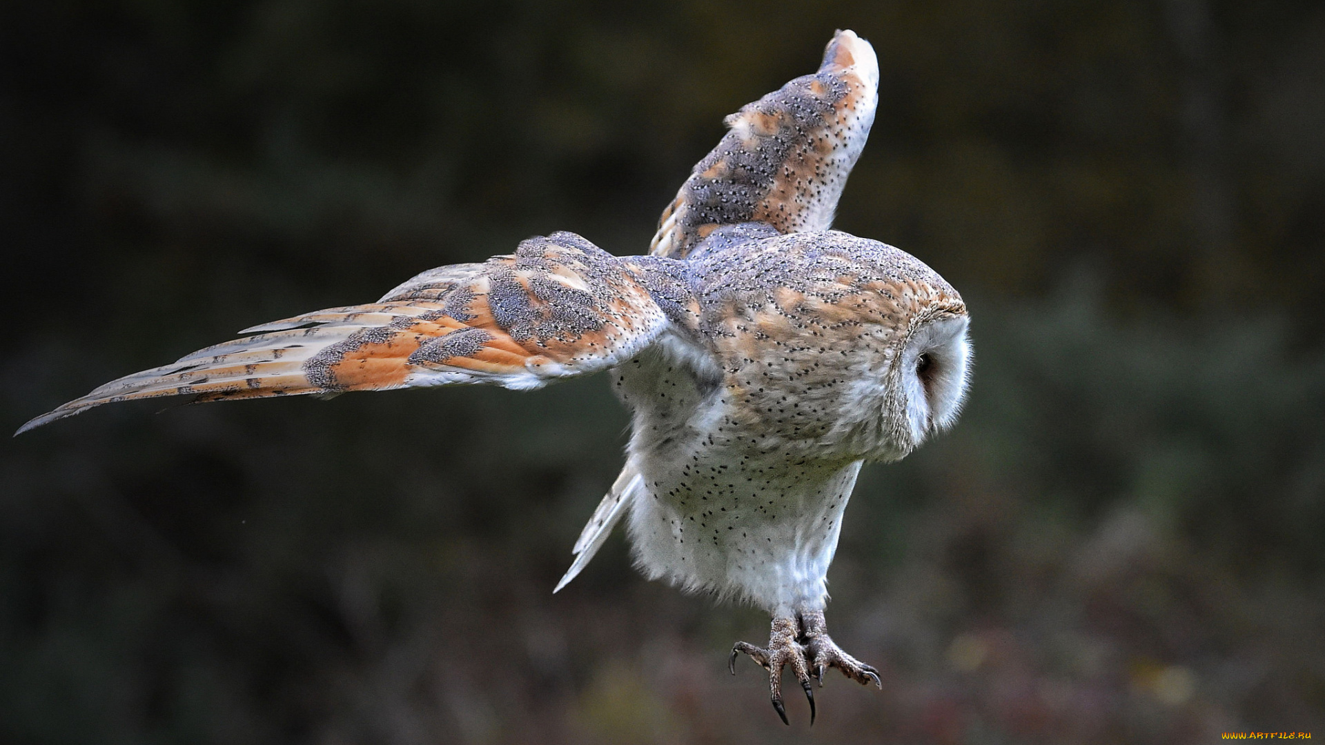 животные, совы, сова