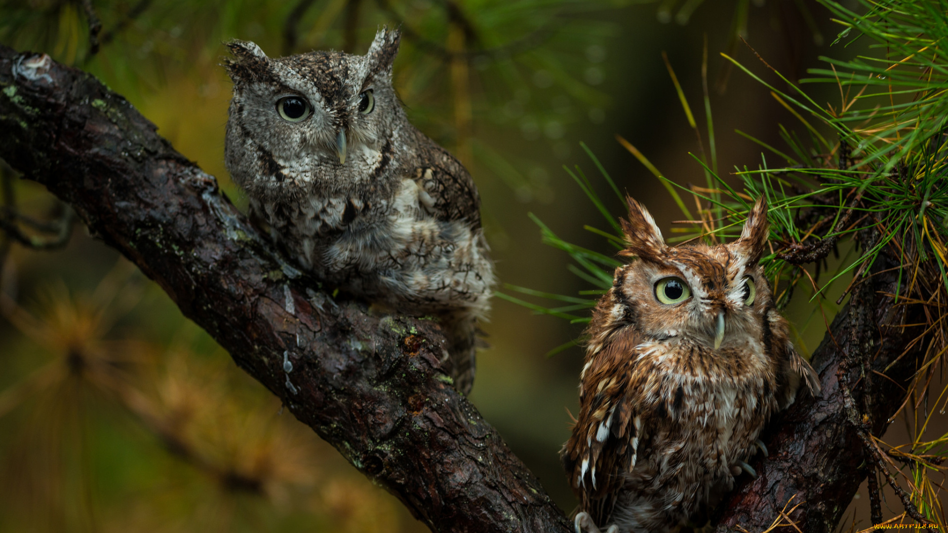 животные, совы, совята