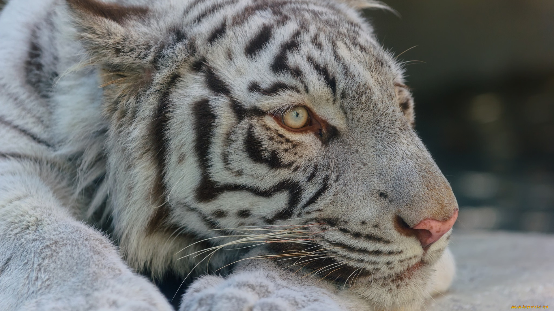 животные, тигры, белый, морда, лапы, лежит, отдых