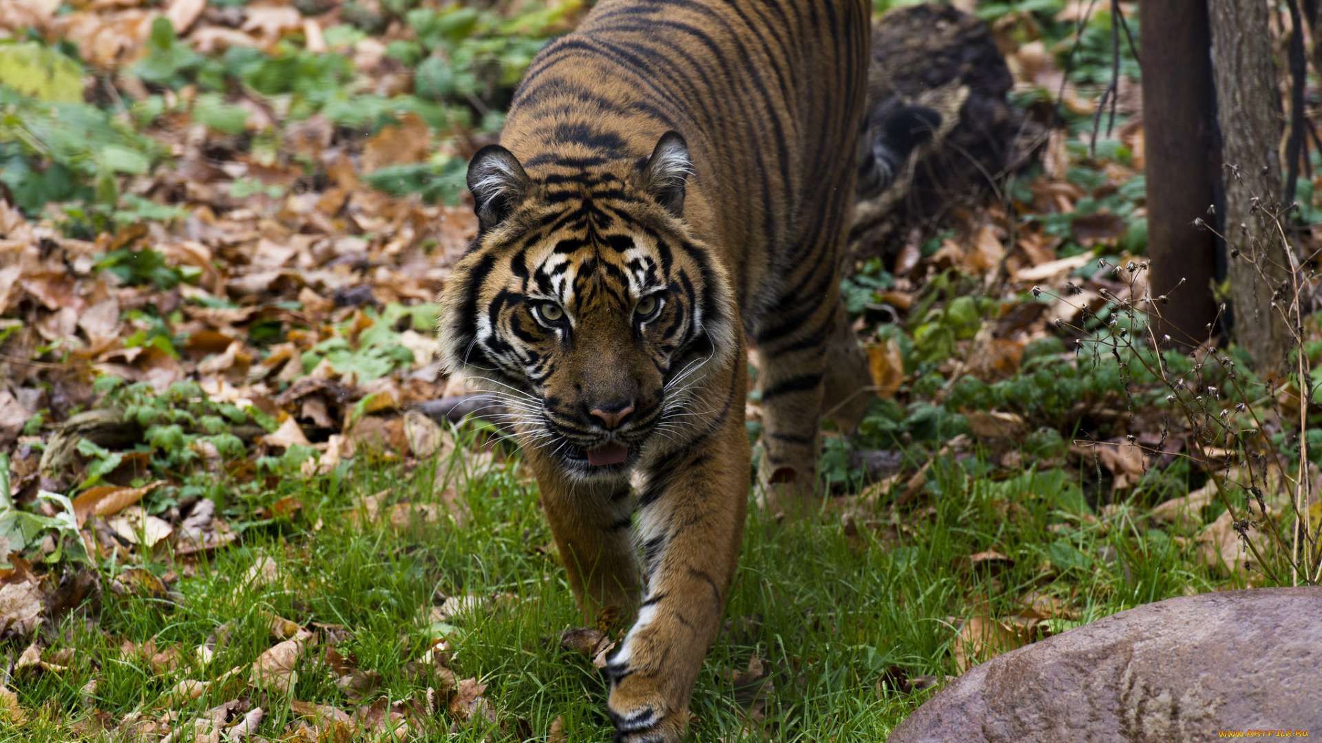 животные, тигры, хищник, морда, прогулка, осень, зоопарк