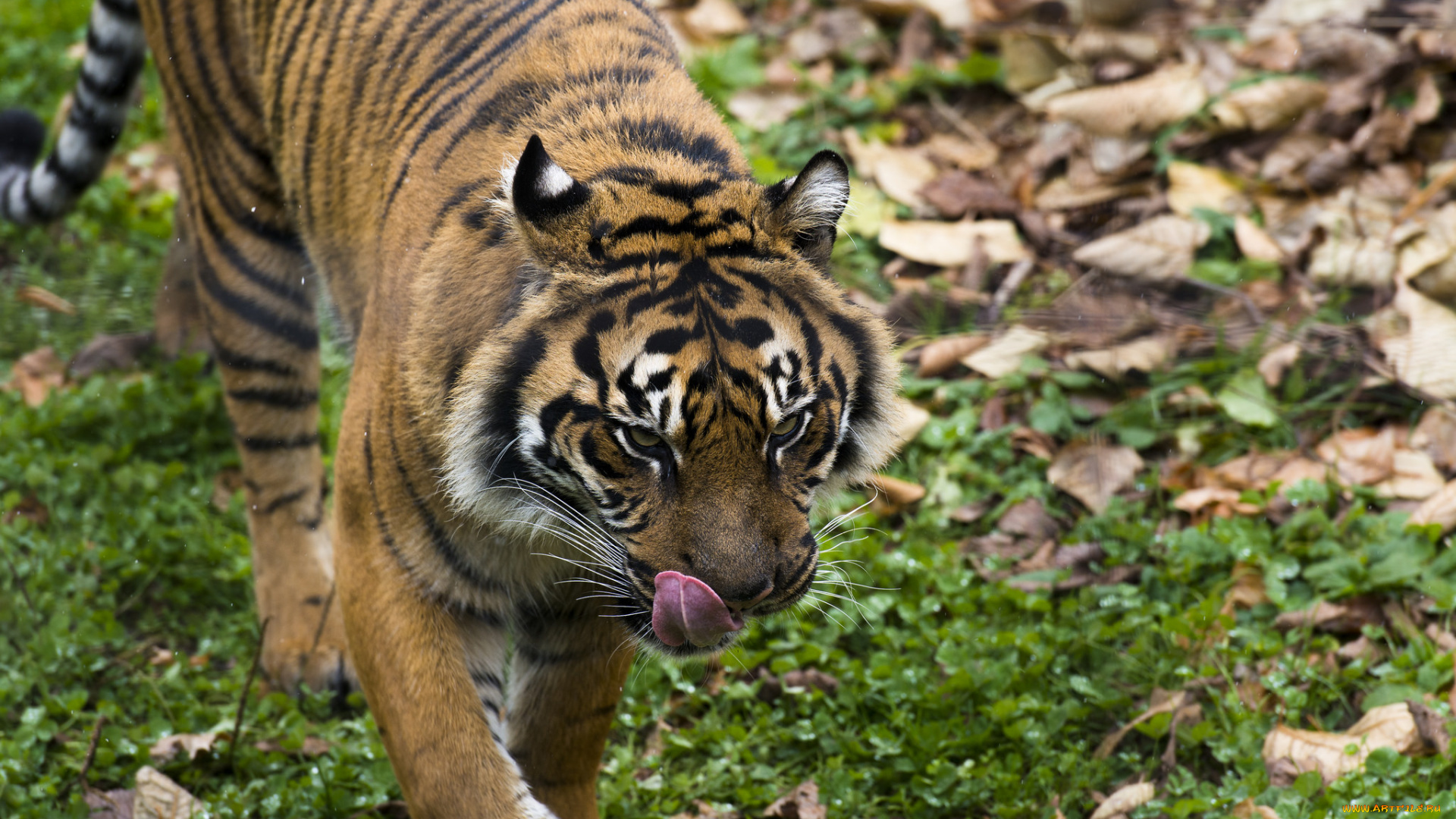 животные, тигры, хищник, морда, язык, прогулка, осень