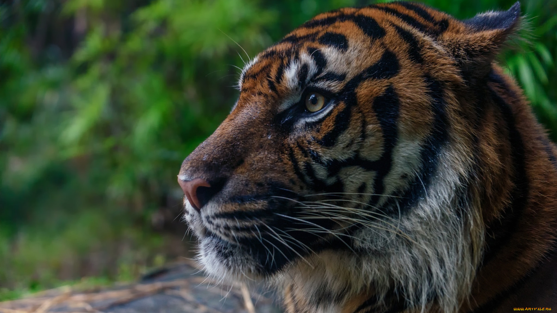 животные, тигры, морда, профиль, кошка