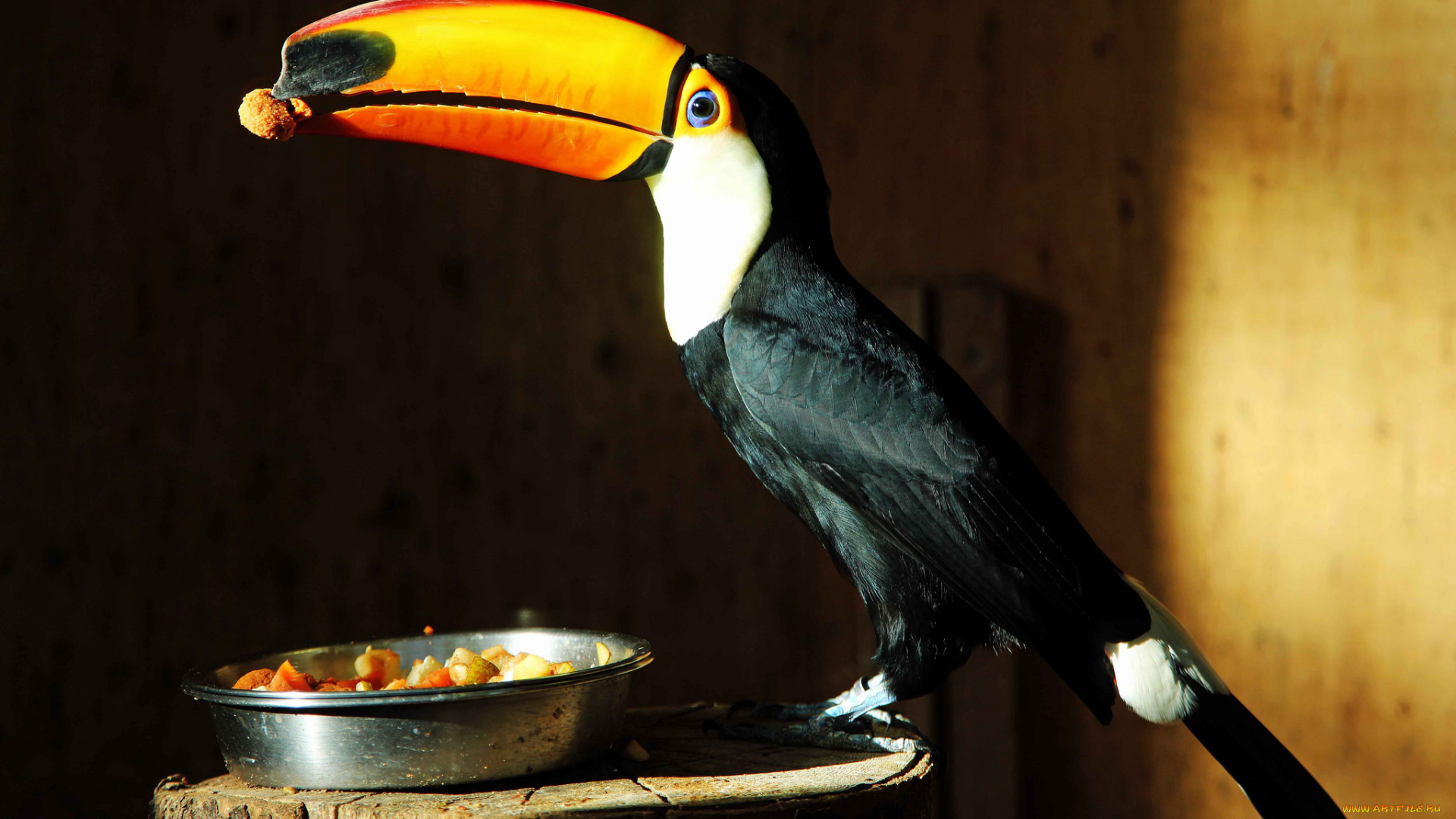 животные, туканы, тукан