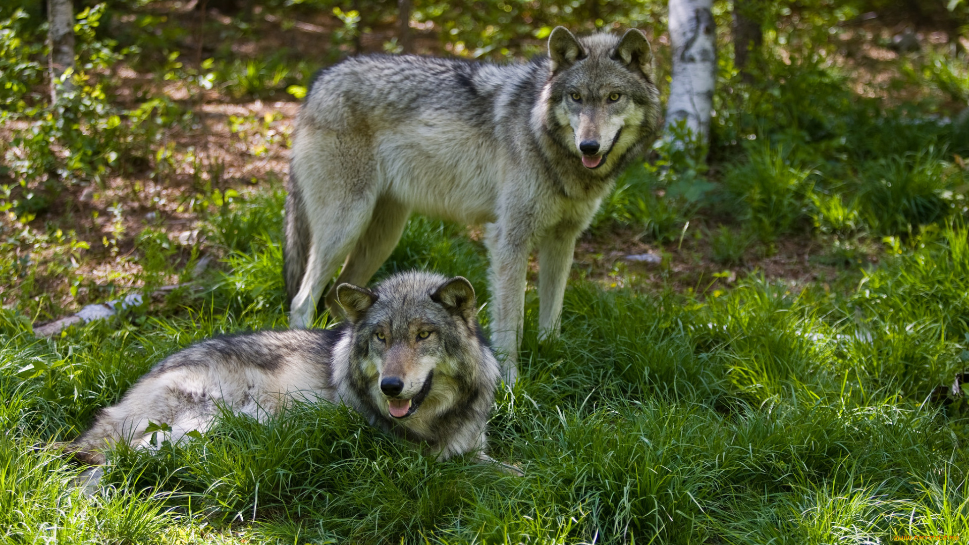 животные, волки, , койоты, , шакалы