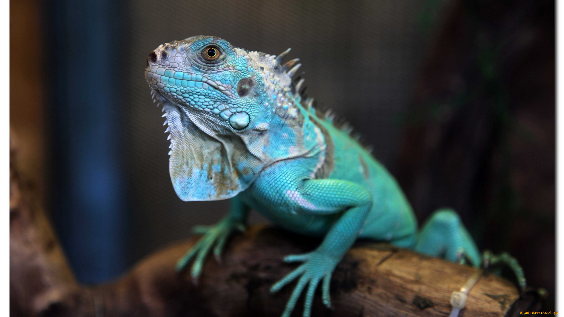 животные, Ящерицы, , игуаны, , вараны, игуана