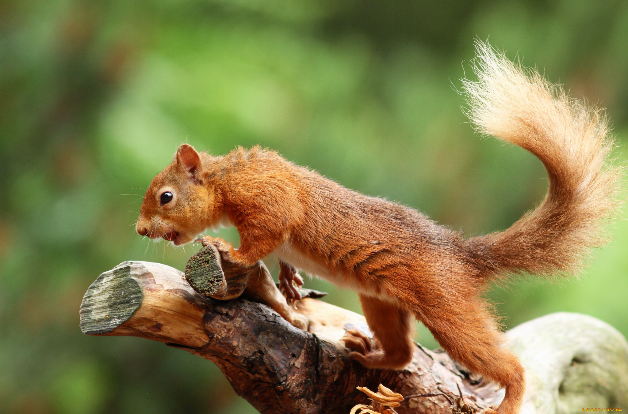 животные, белки, белка