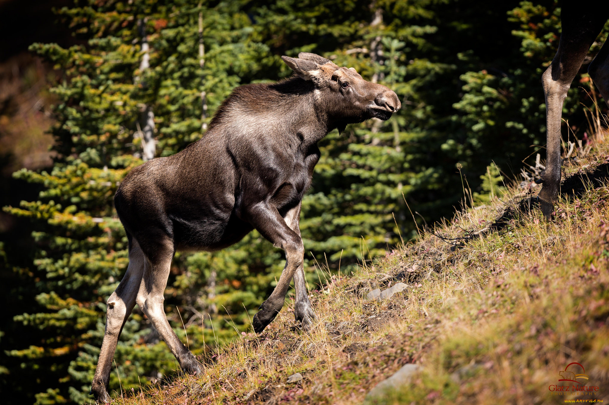 животные, лоси, лосиха, профиль, холм, склон, подъём
