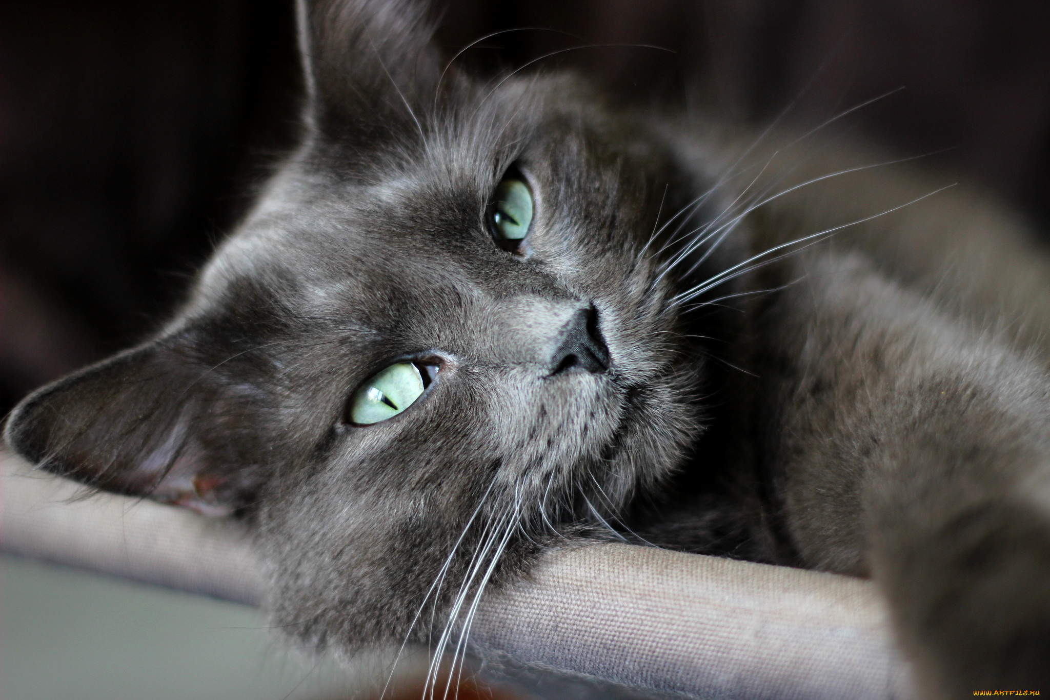 животные, коты, макро, усы, зеленые, глаза, лежит, кот, взгляд