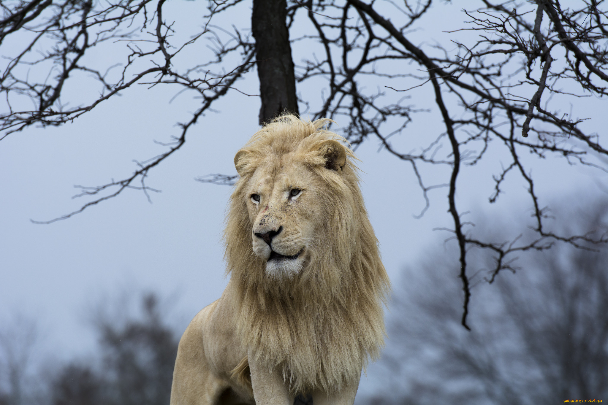животные, львы, поза, морда, грива, белый, красавец