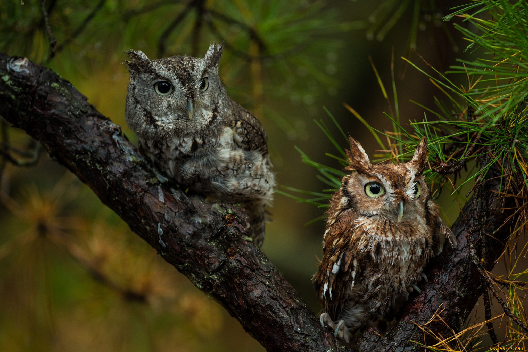 животные, совы, совята