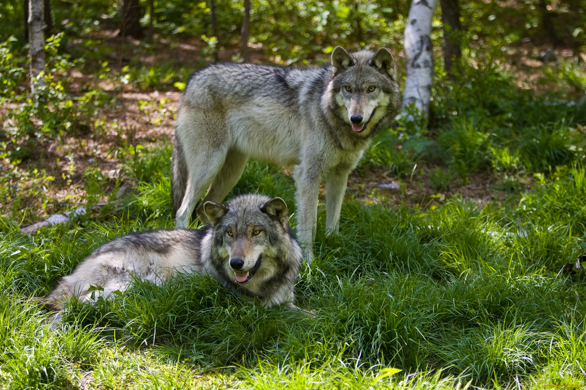 животные, волки, , койоты, , шакалы