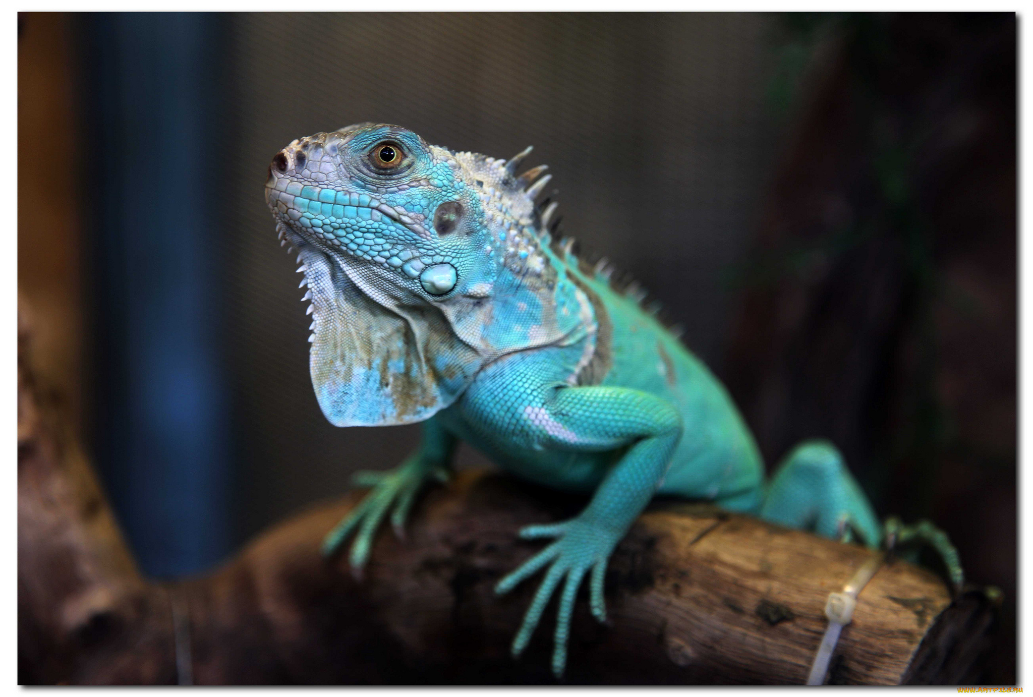 животные, Ящерицы, , игуаны, , вараны, игуана