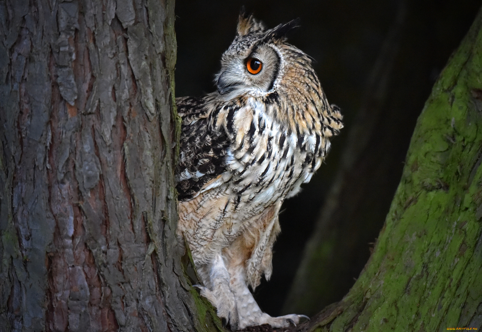 животные, совы, сова