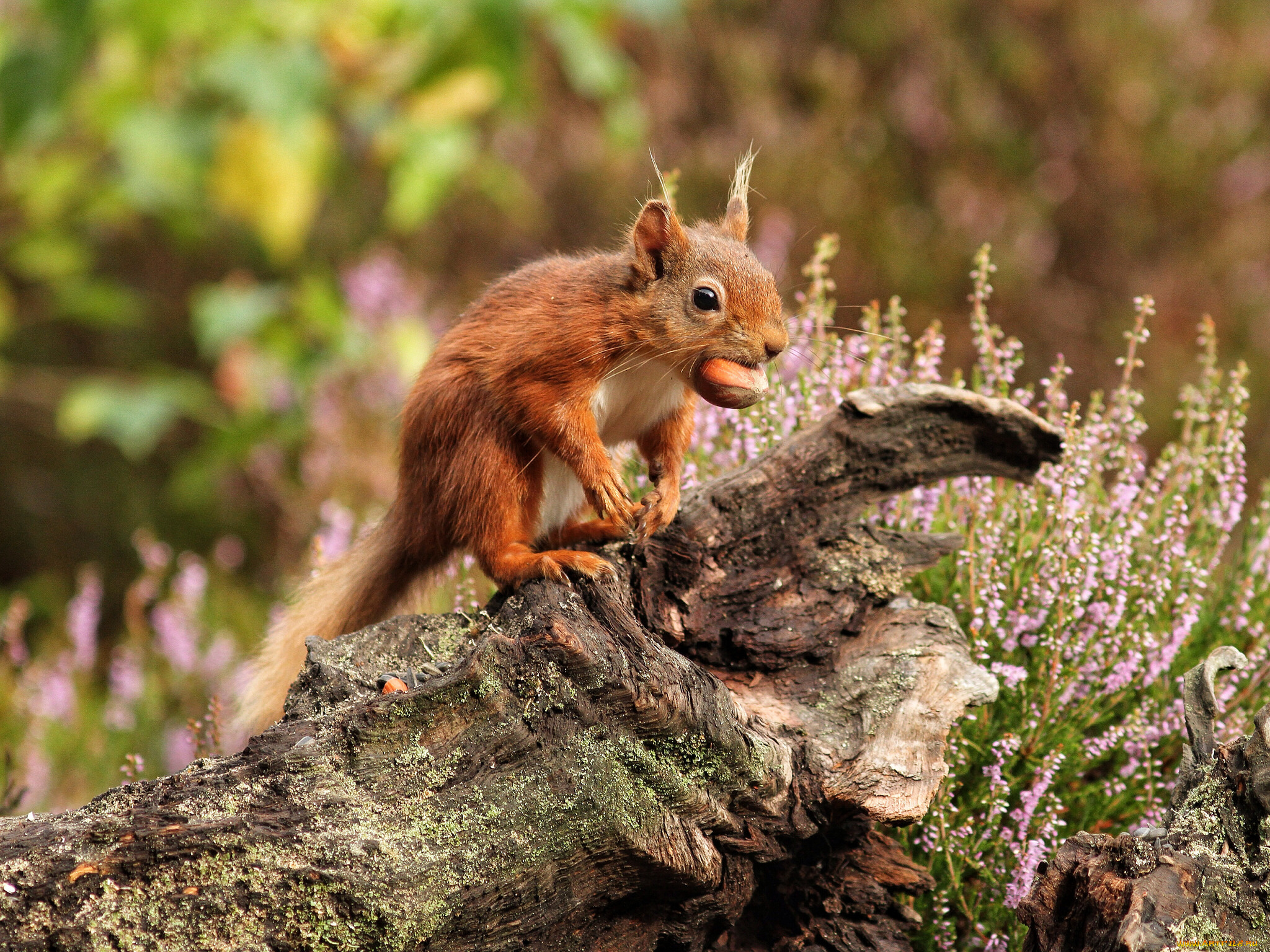 животные, белки, белка