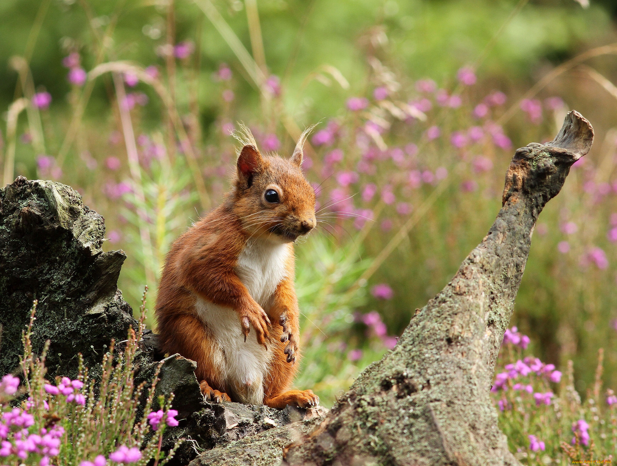 животные, белки, белка