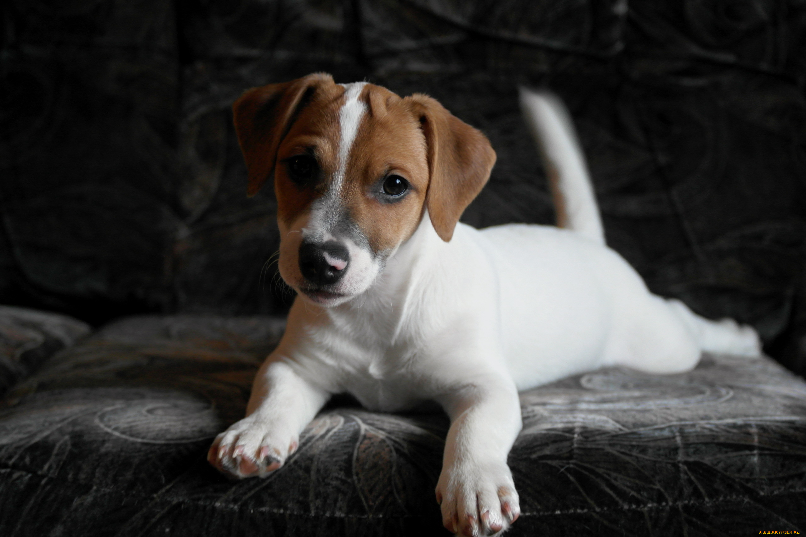 животные, собаки, взгляд, собака