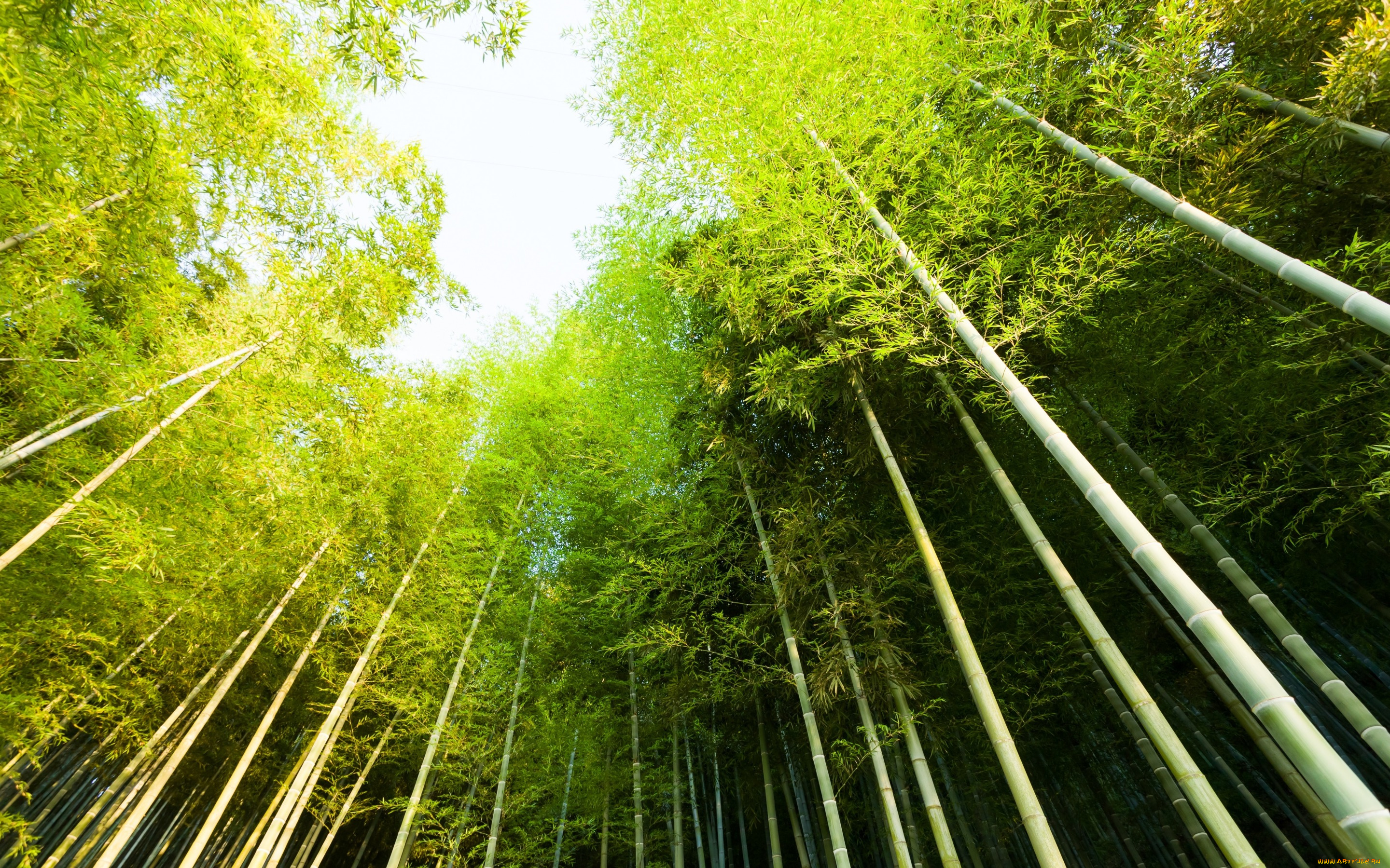 природа, лес, небо, зелено, деревья