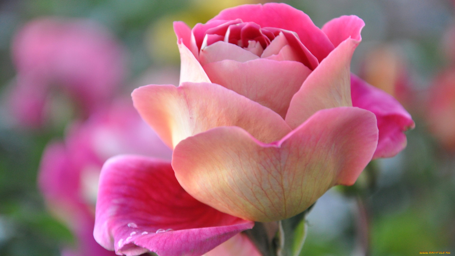 цветы, розы, бутон