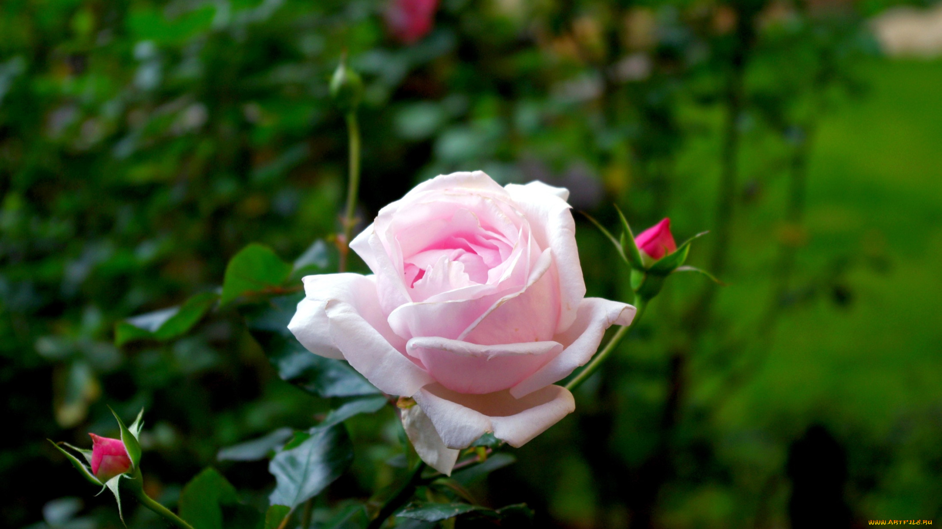 цветы, розы, бутоны, розовый
