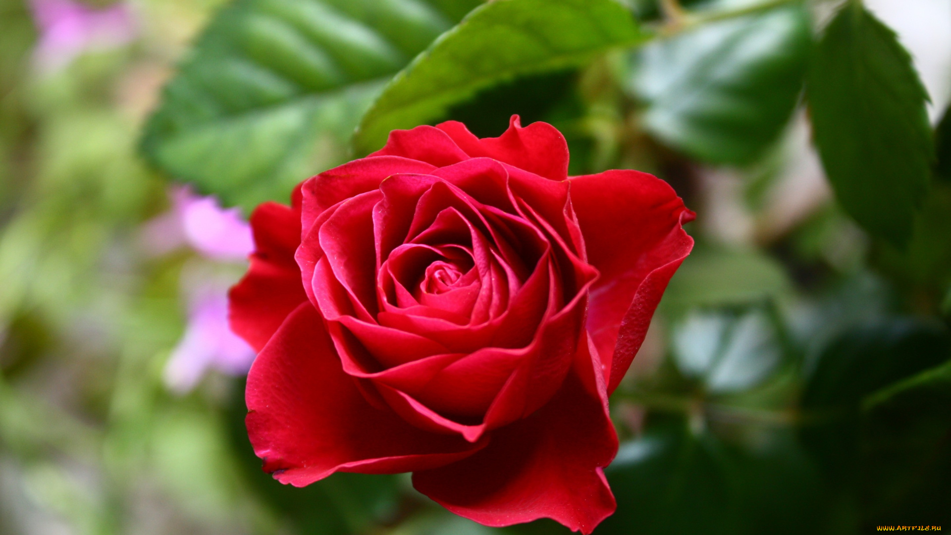 цветы, розы, розовый, бутон