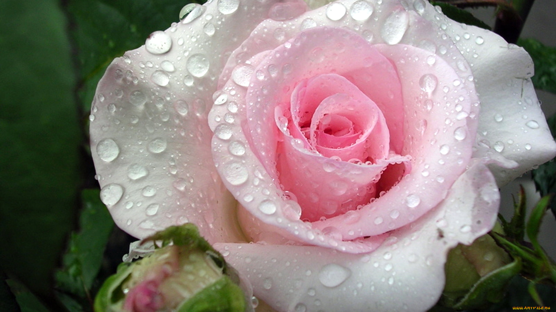 цветы, розы, розовый, капли