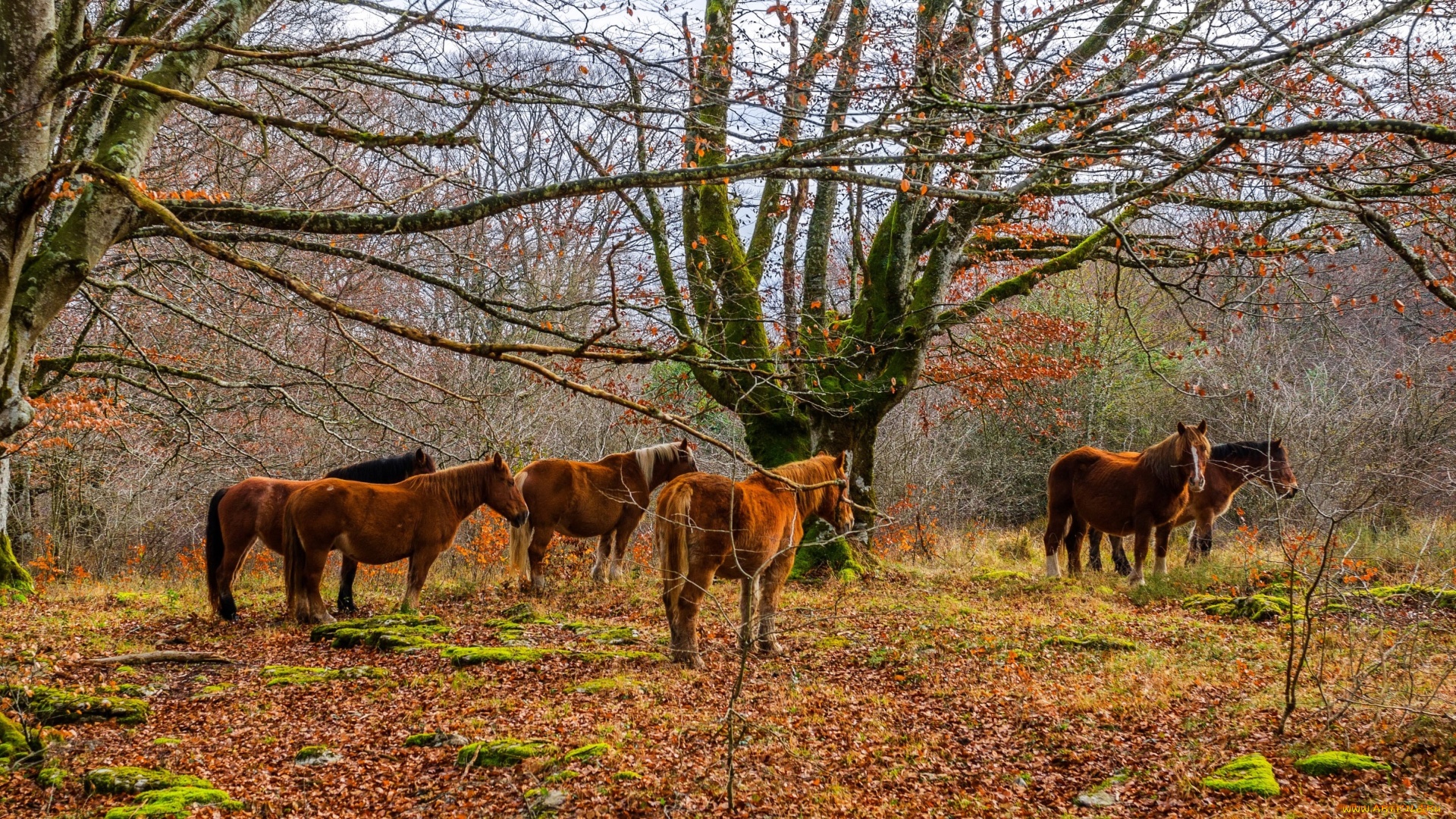 животные, лошади