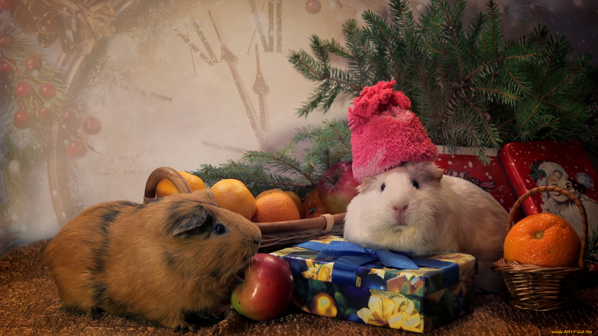 животные, морские, свинки, , хомяки, игрушки, мандарины, ель, морские, свинки, шапка, часы, подарки