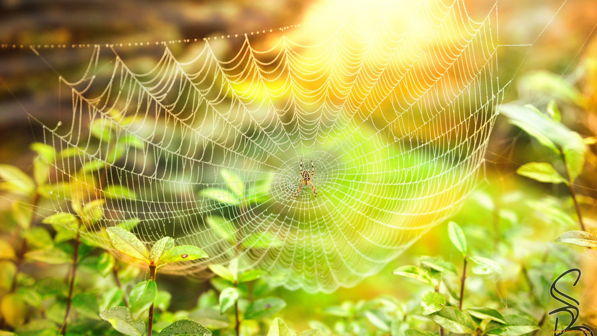 животные, пауки, паучок