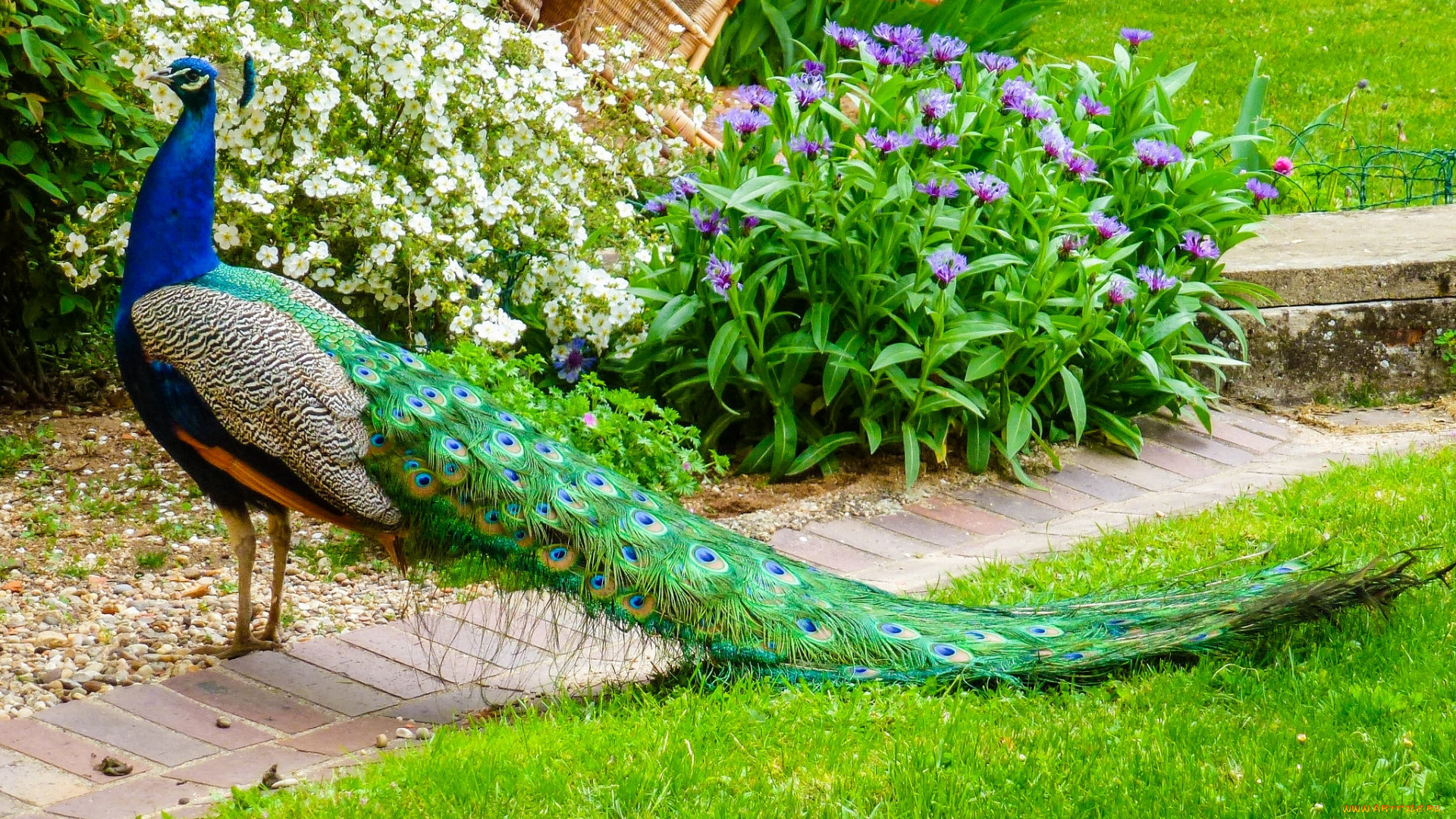 животные, павлины, павлин