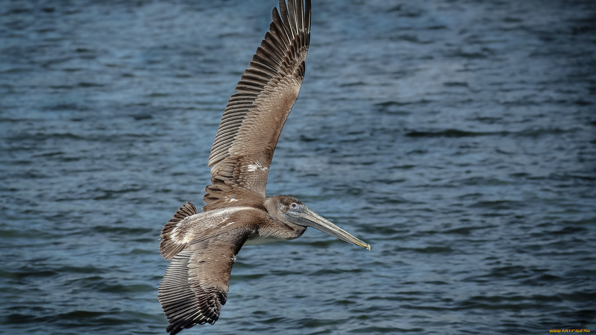 животные, пеликаны, пеликан