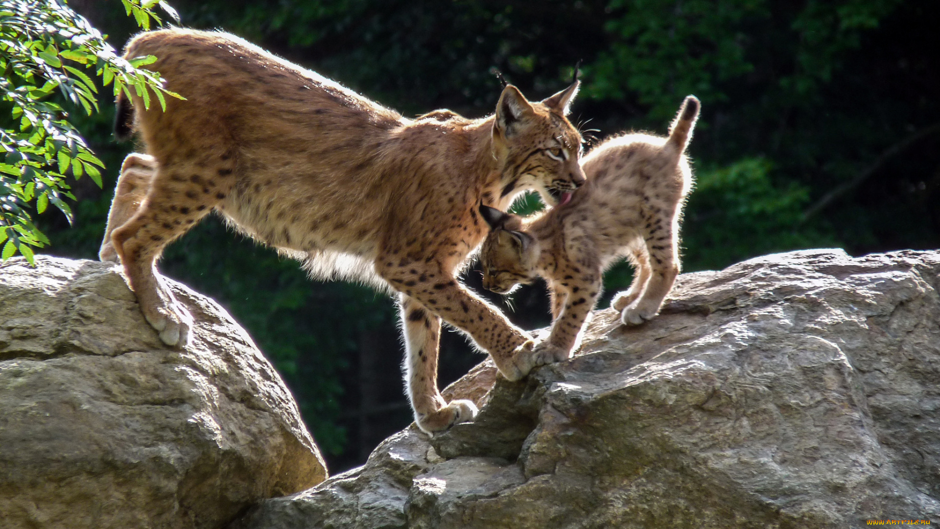 животные, рыси, рысь