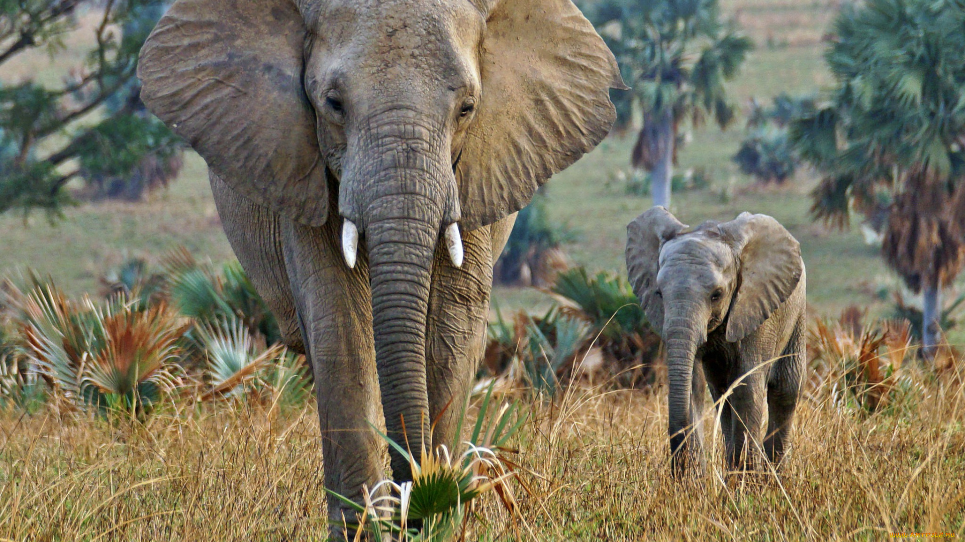 животные, слоны, слон