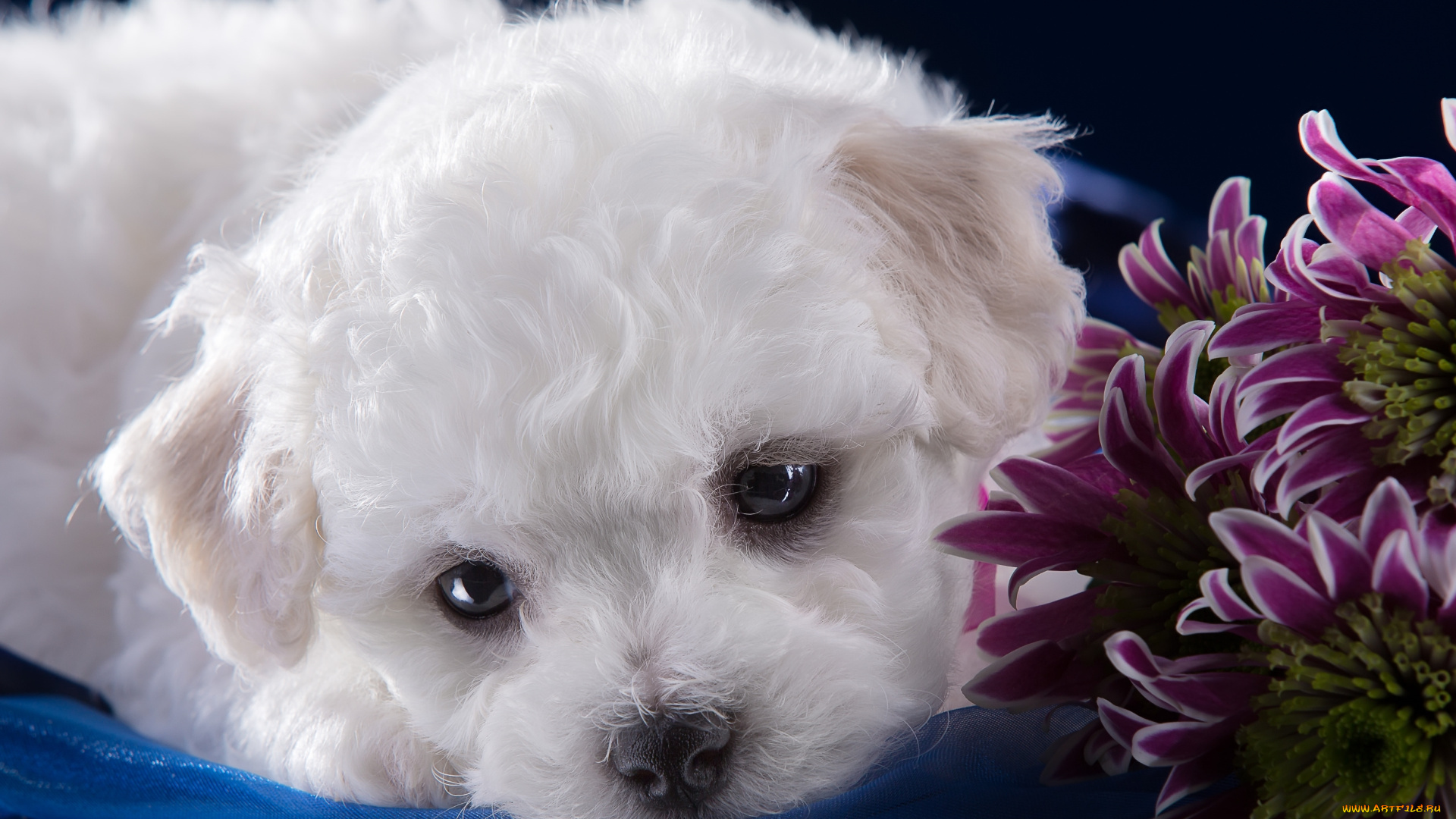 животные, собаки, хризантемы, милый, бишон, фризе, щенок, белый, мордочка