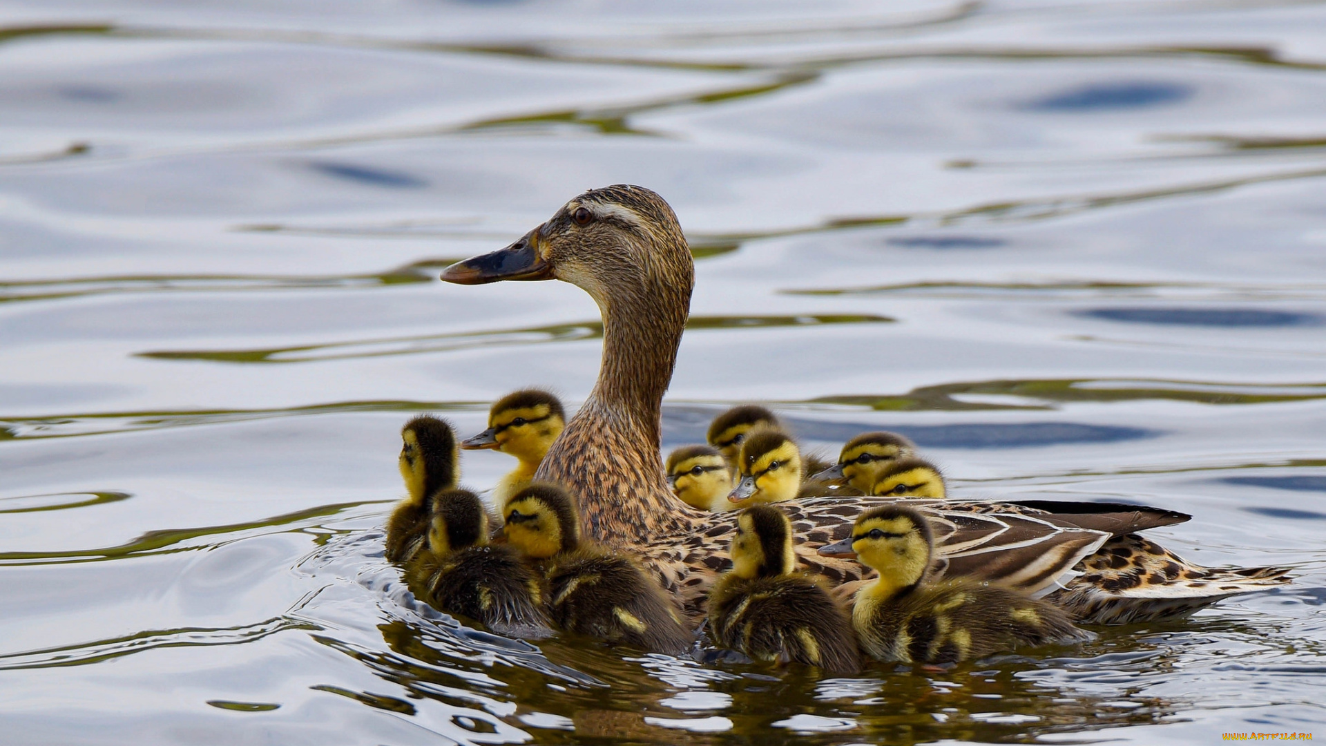 животные, утки, птенцы, утка