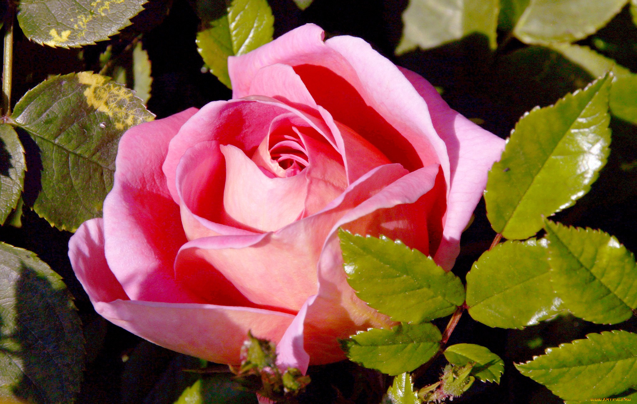 цветы, розы, розовый