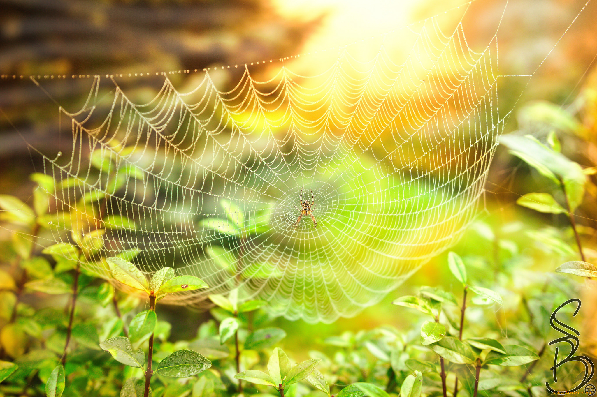 животные, пауки, паучок