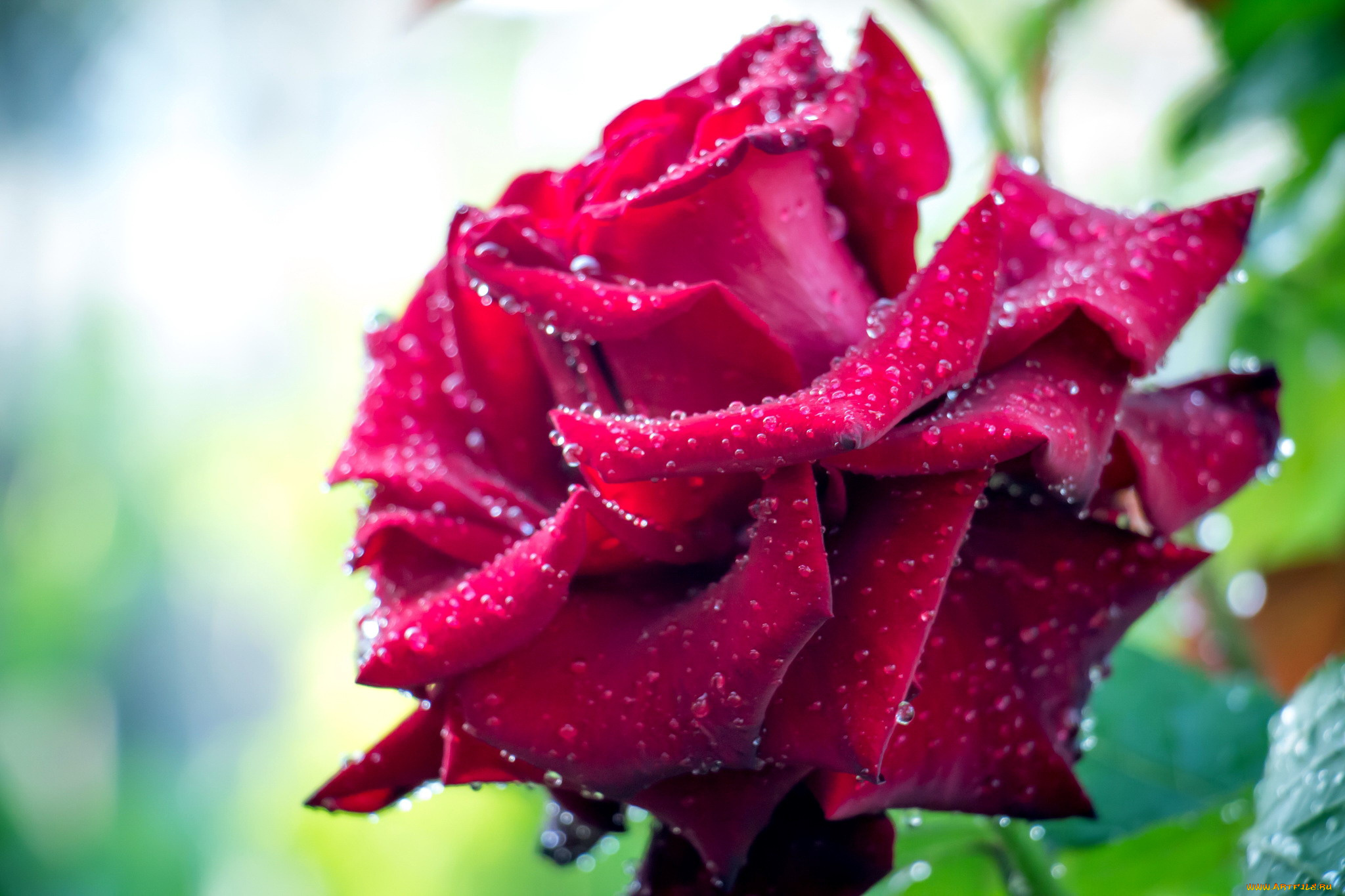 цветы, розы, капли