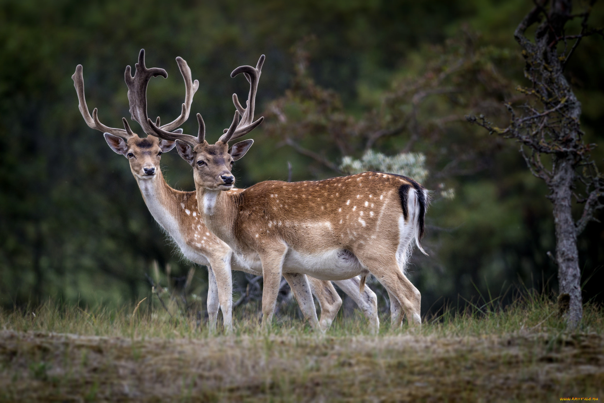 животные, олени, рога, олень