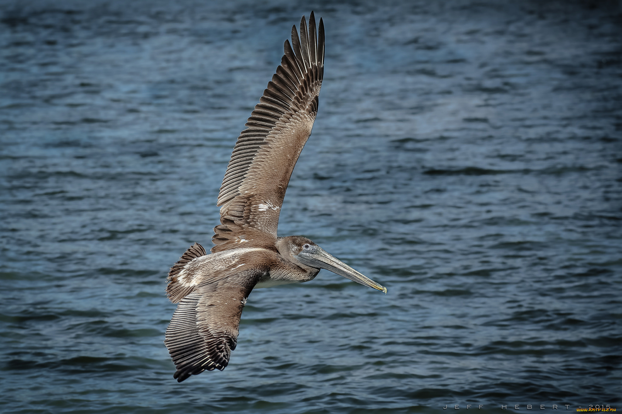 животные, пеликаны, пеликан