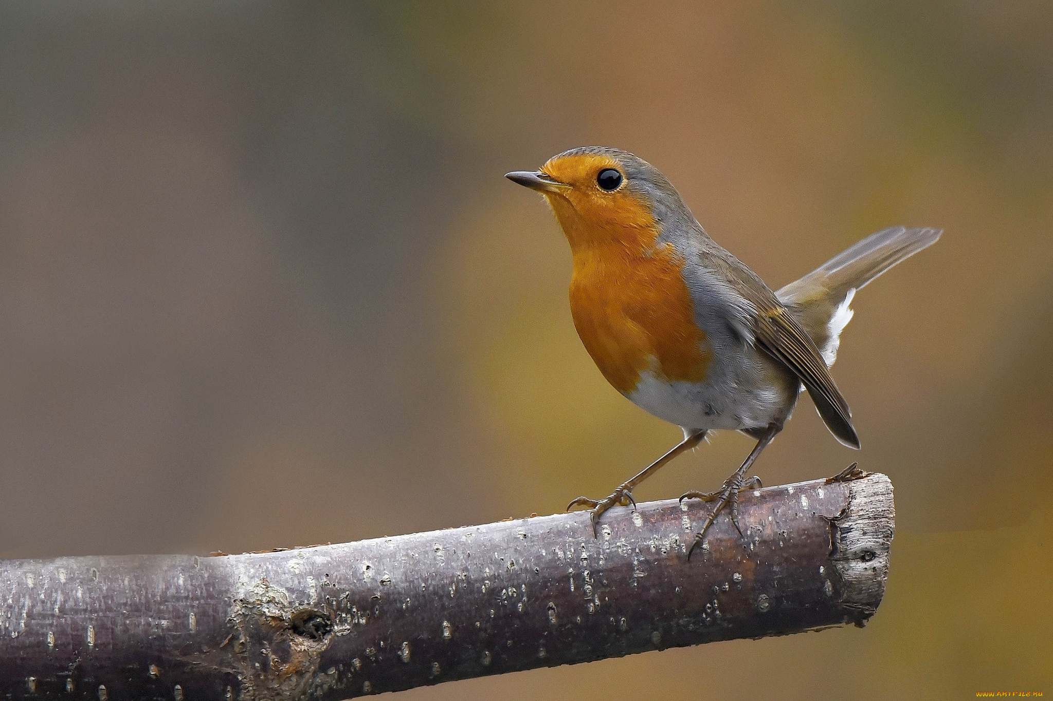 животные, птицы, зарянка