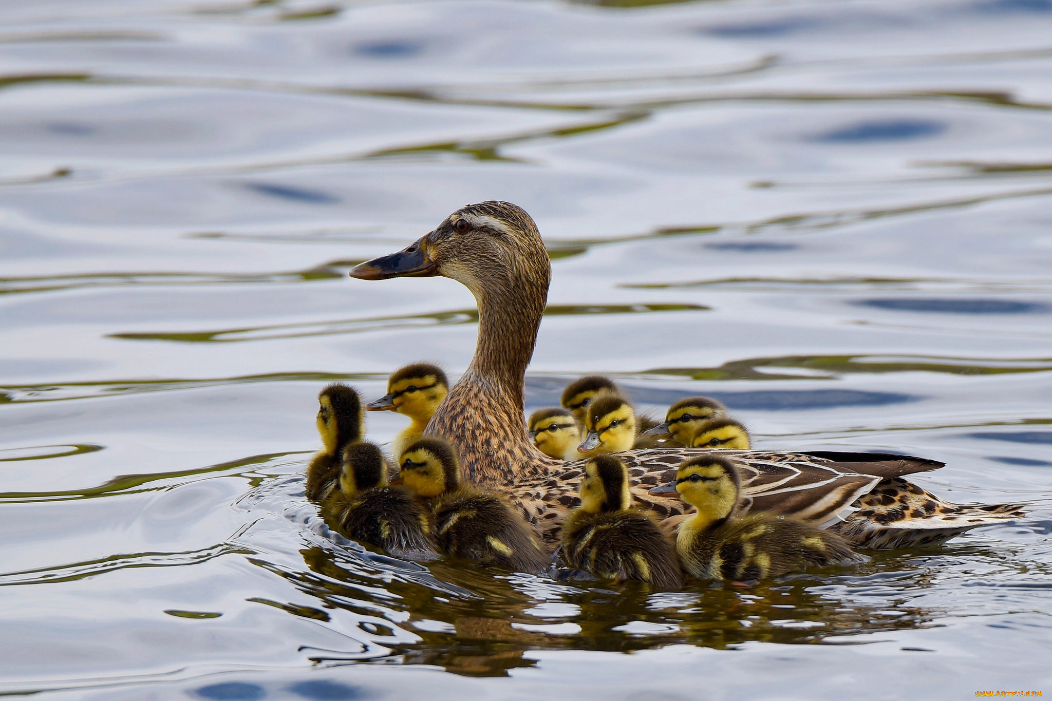 животные, утки, птенцы, утка