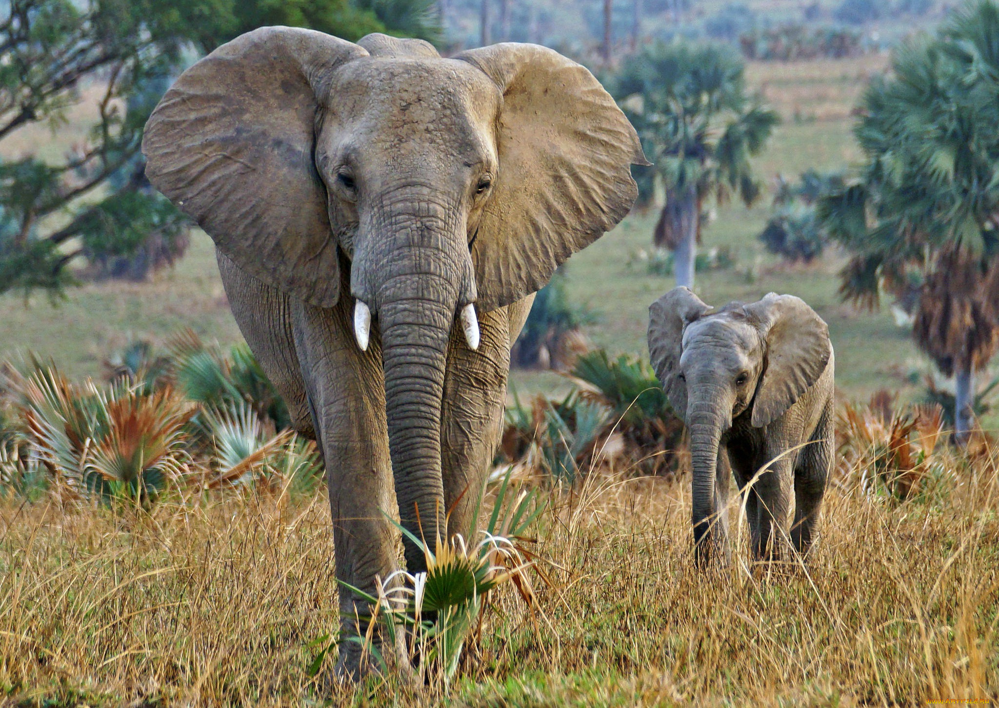 животные, слоны, слон