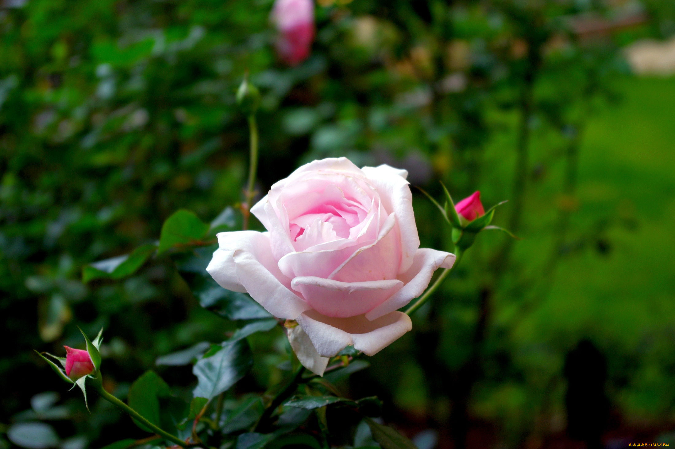 цветы, розы, бутоны, розовый