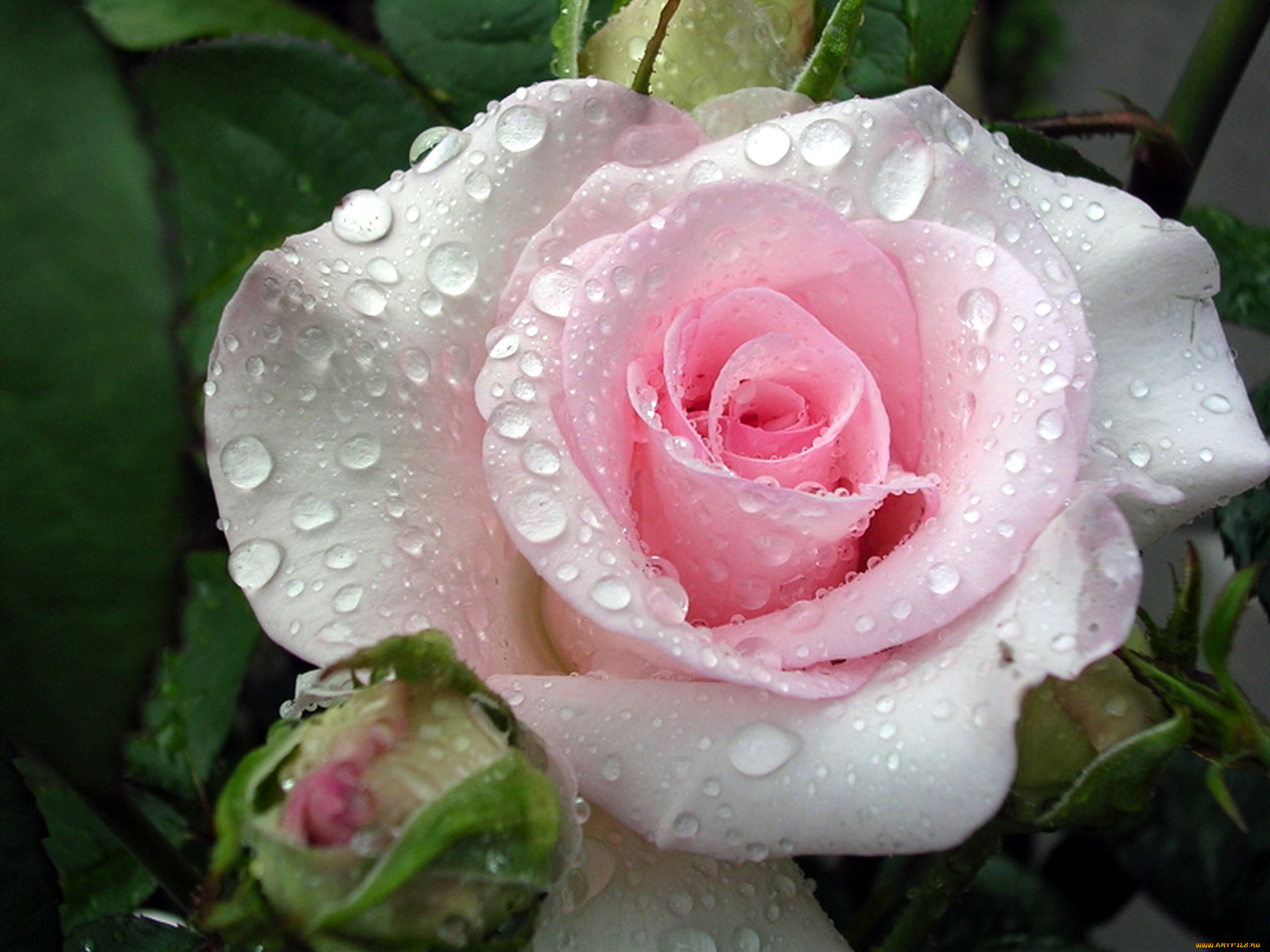 цветы, розы, розовый, капли