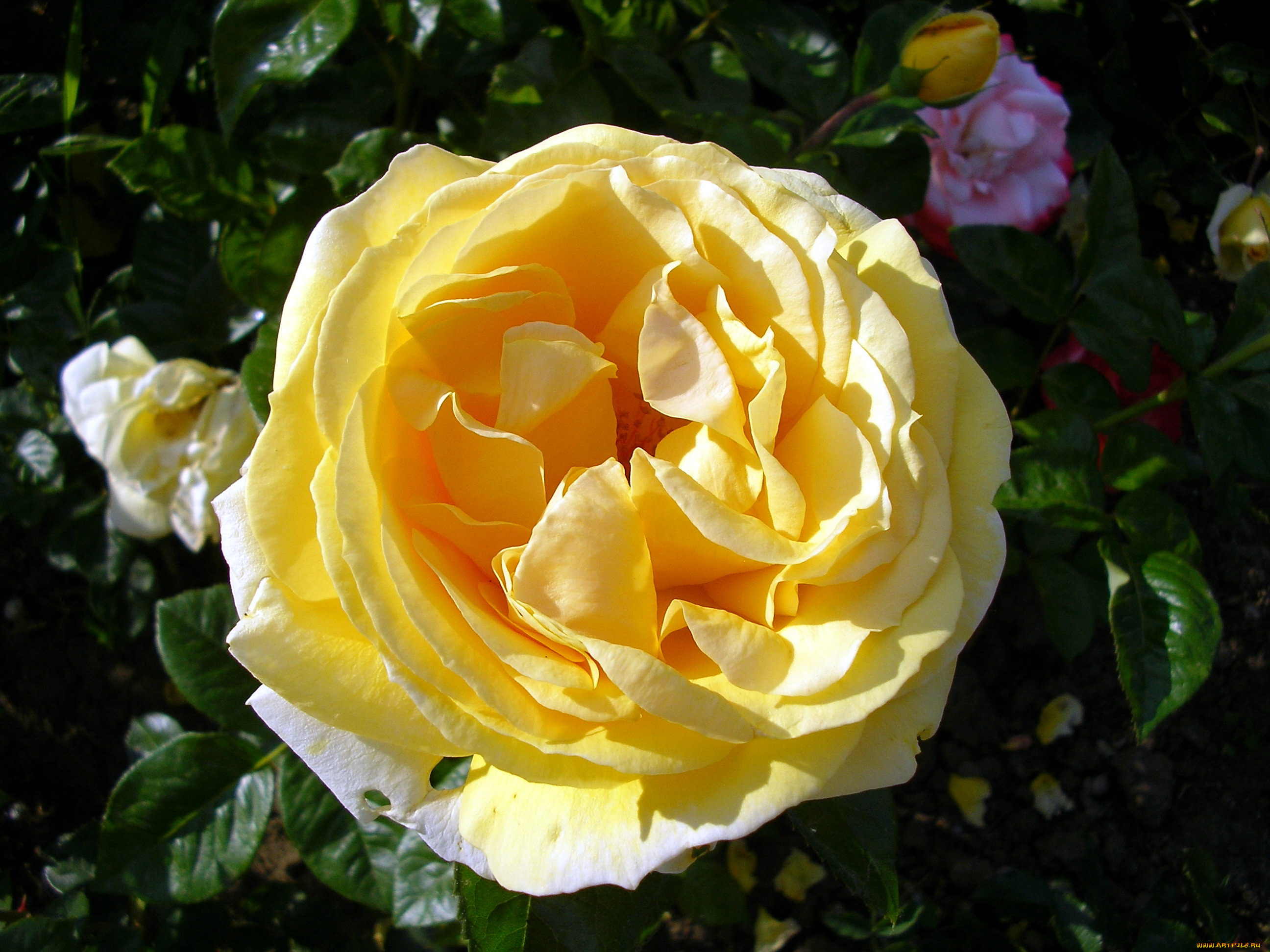 цветы, розы, распустившийся