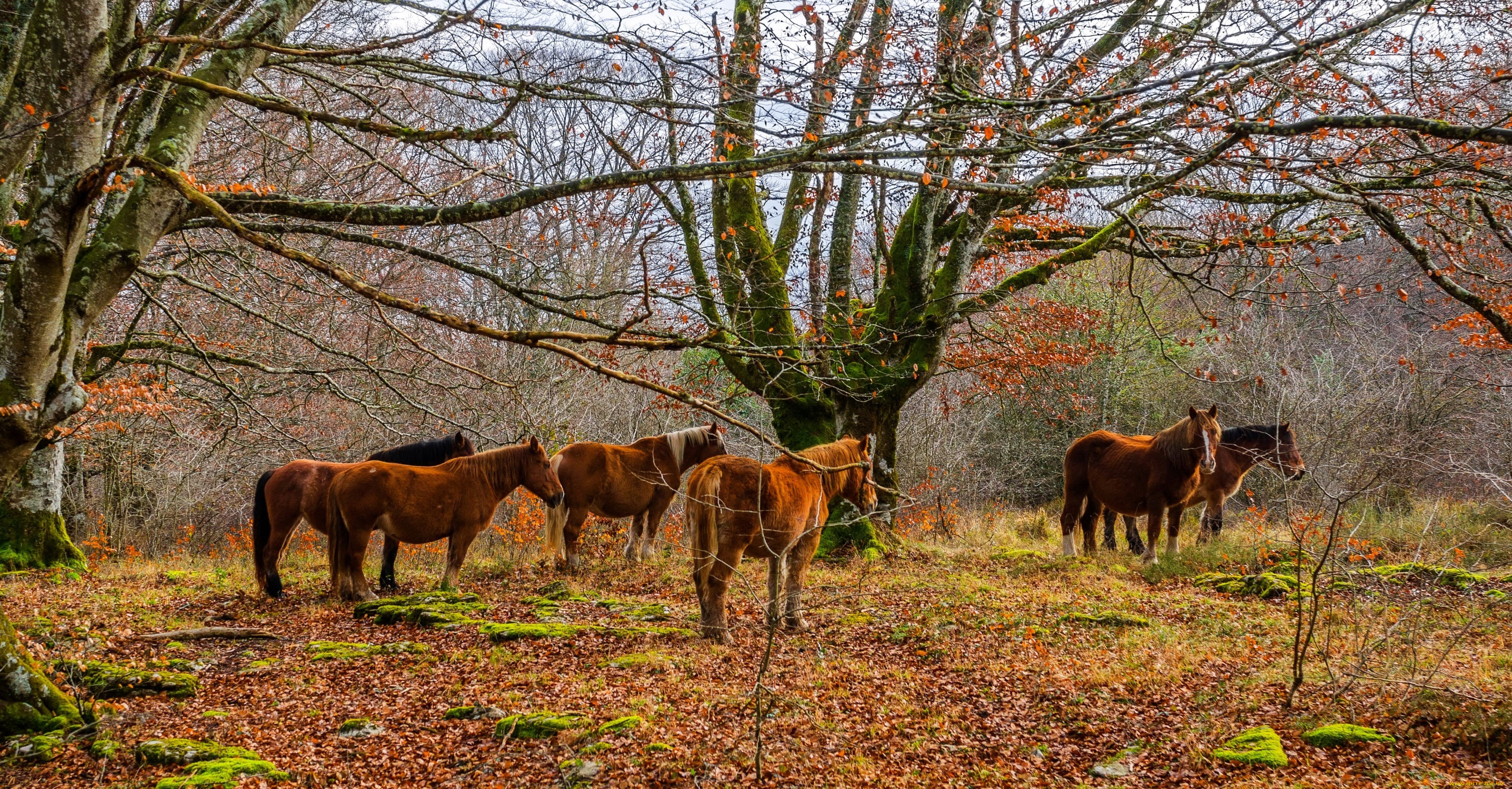 животные, лошади