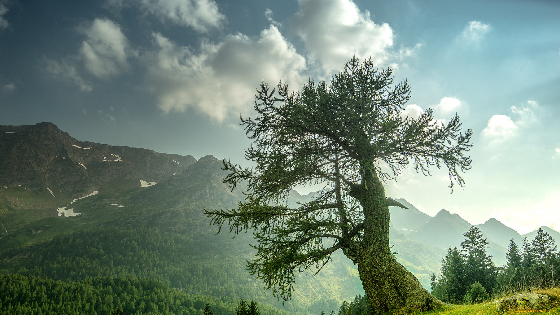 природа, деревья, простор