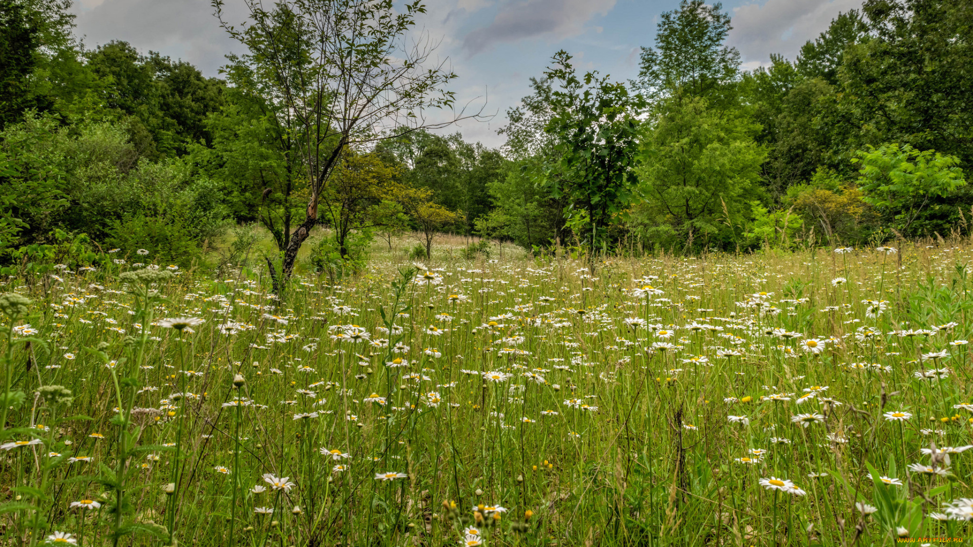 природа, луга, простор